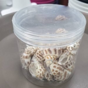 Sea Shell
