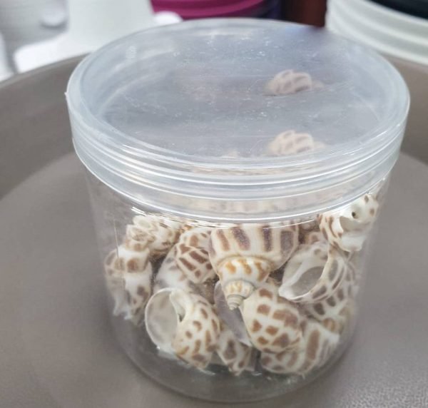 Sea-Shell-Art-amp-Crafts-2