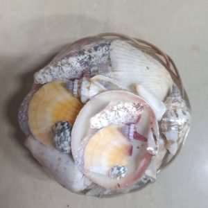 Sea Shell