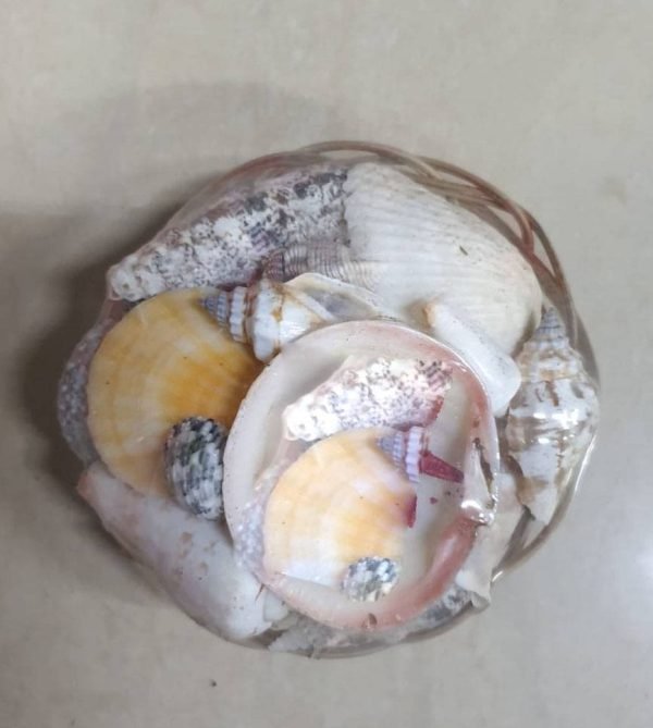 Sea-Shell-Art-amp-Crafts